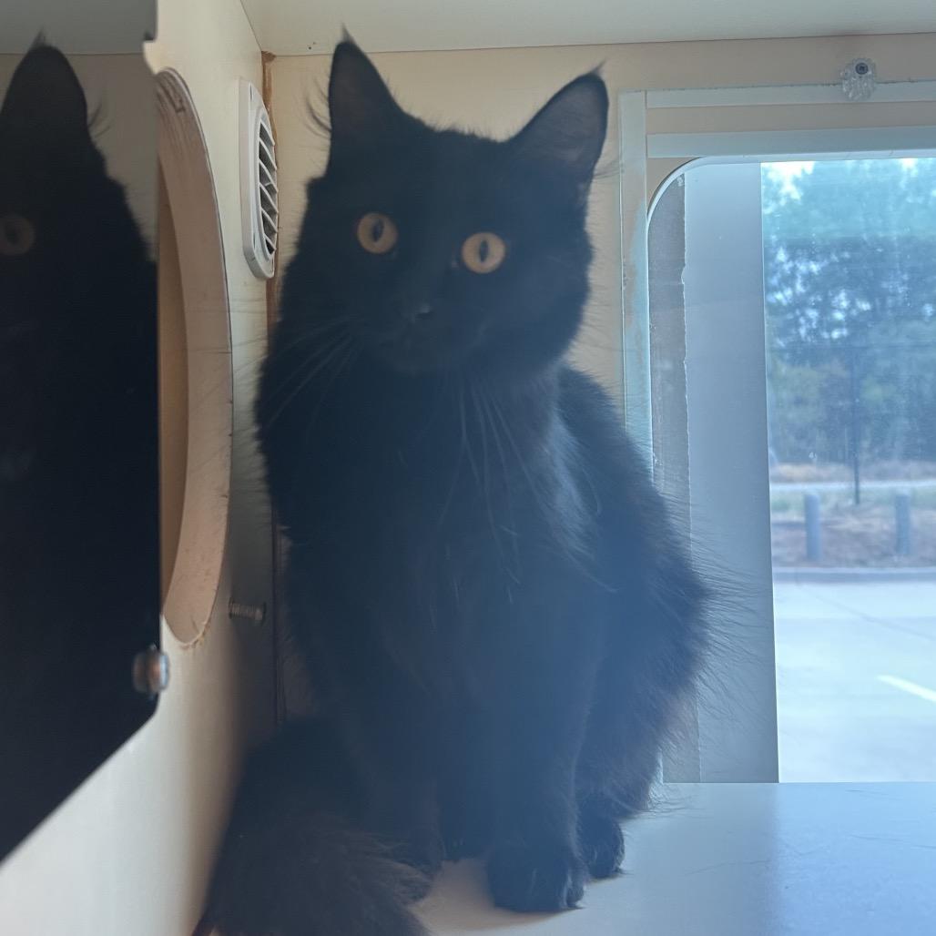 Enlarge Claire, a Adoptable Domestic Medium Hair in Norman, OK image 6/6
