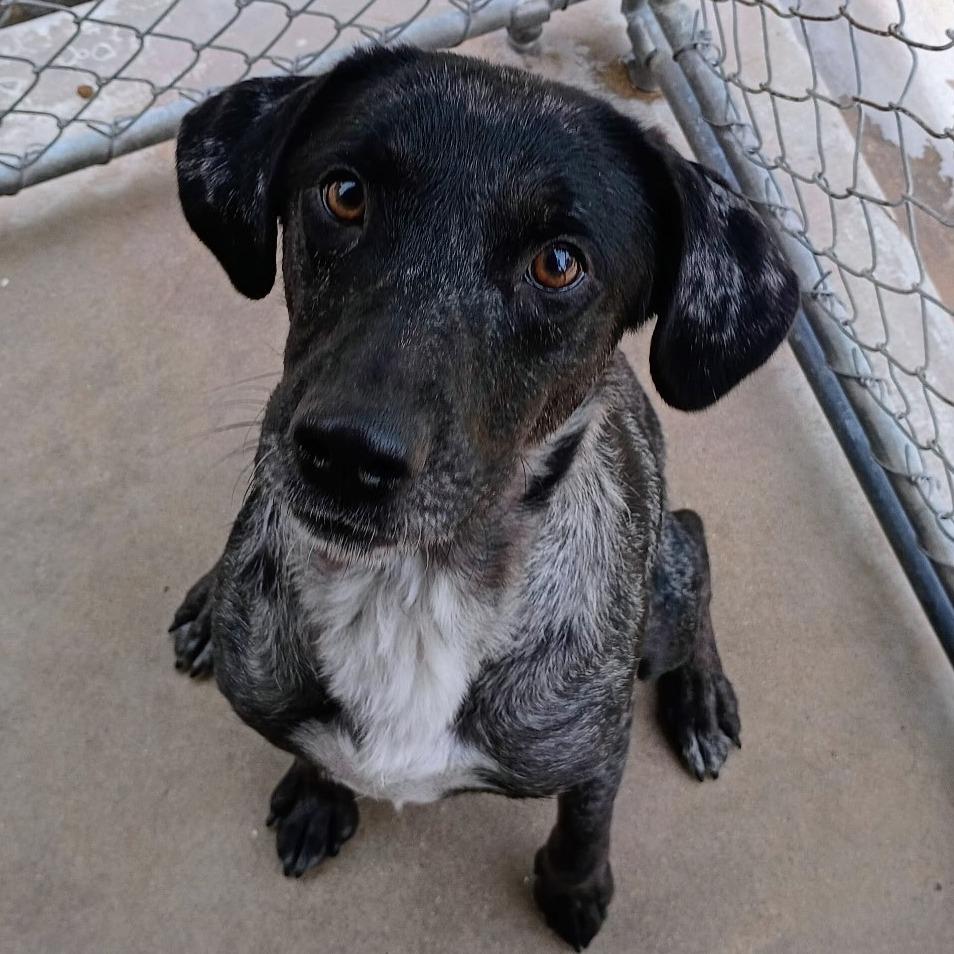 Dobby, Adoptable, Adult Female Catahoula Leopard Dog & Labrador Retriever.