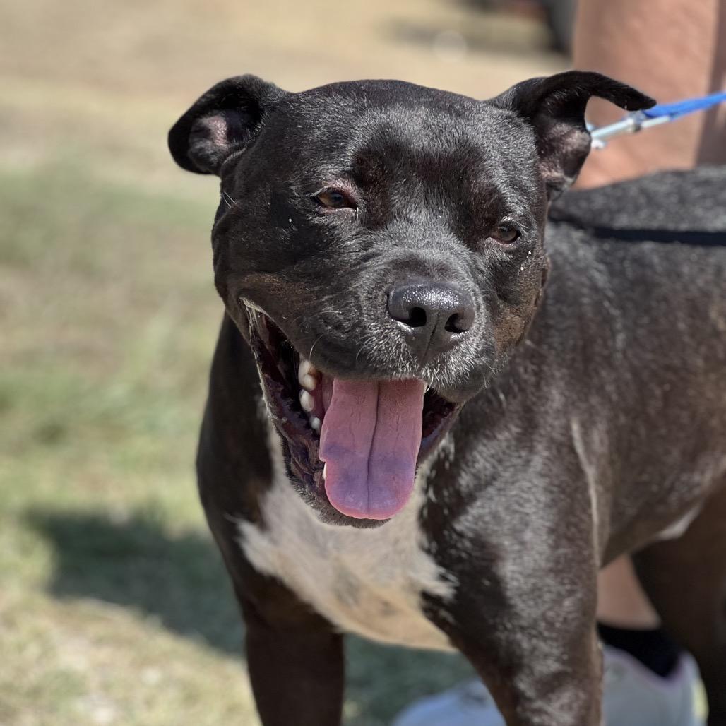 Smurf, a Adoptable American Staffordshire Terrier in Aledo, TX image 1/6