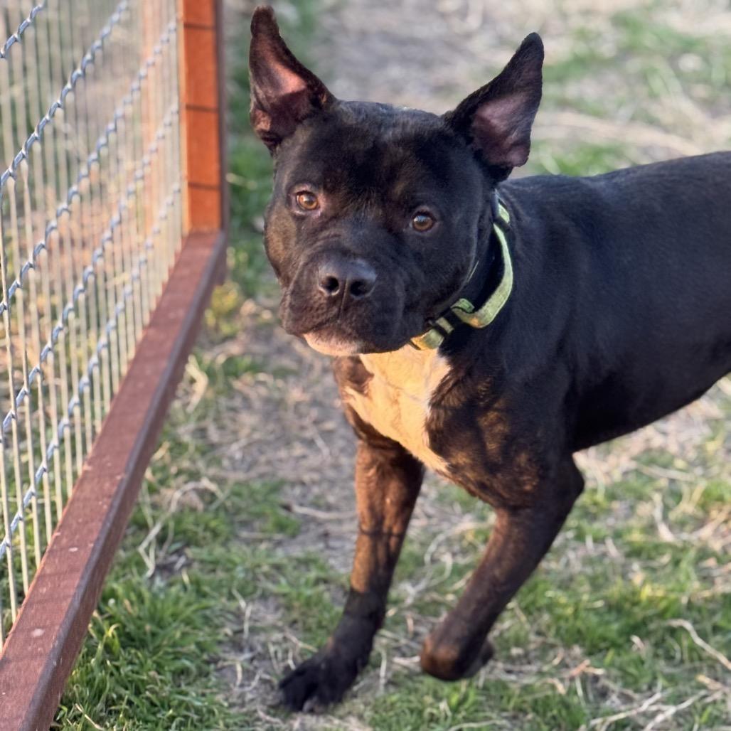 Smurf, a Adoptable American Staffordshire Terrier in Aledo, TX image 2/6