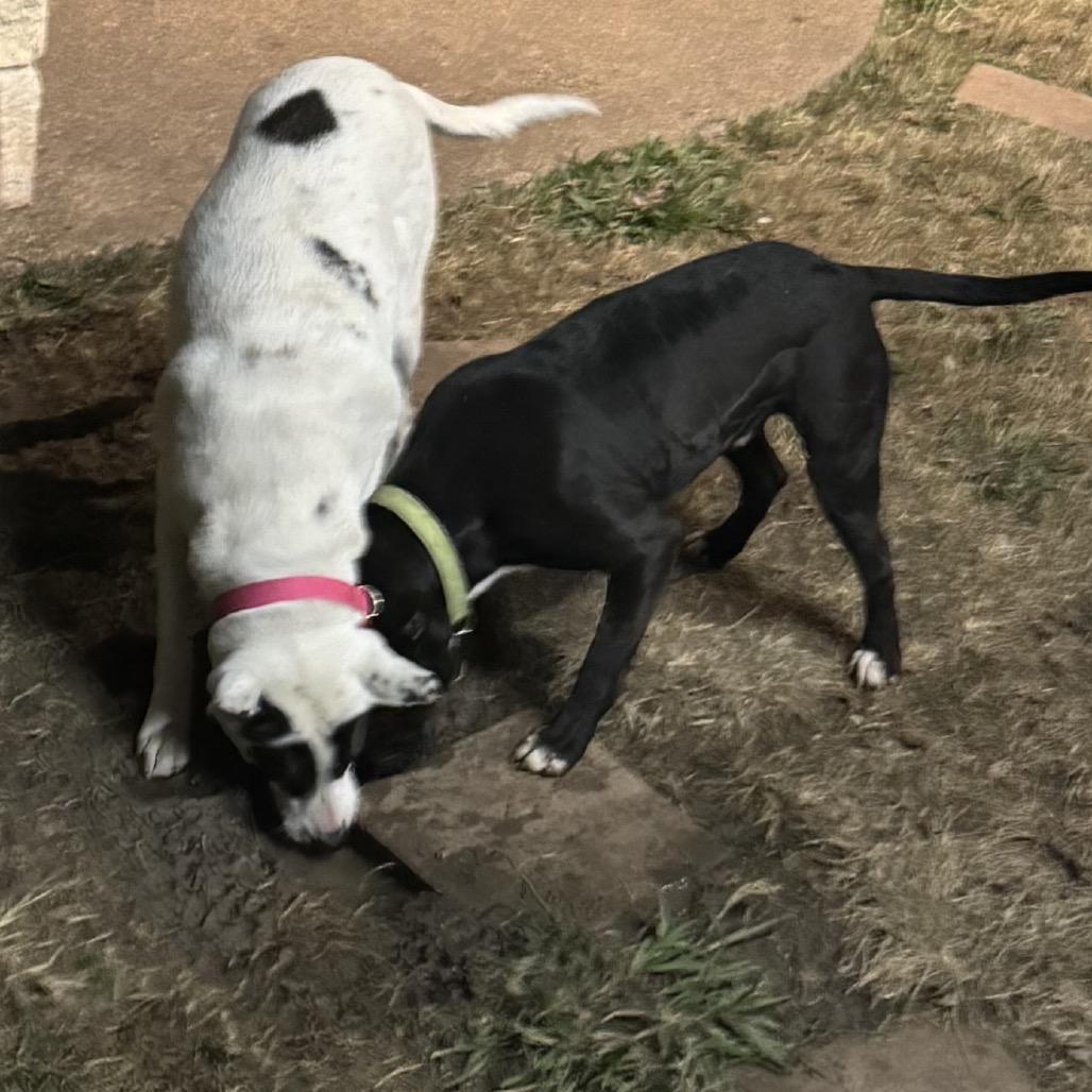 Smurf, a Adoptable American Staffordshire Terrier in Aledo, TX image 3/6