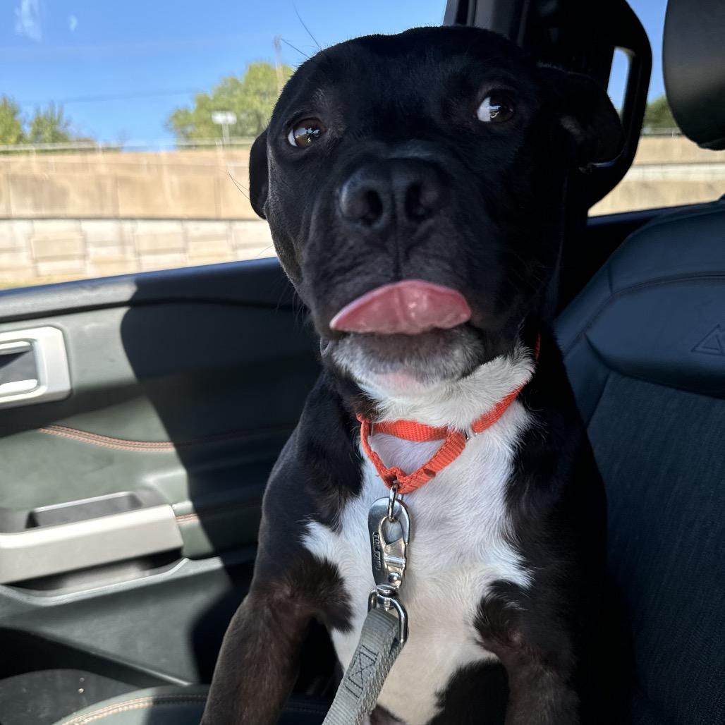 Smurf, a Adoptable American Staffordshire Terrier in Aledo, TX image 4/6