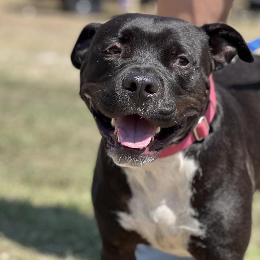Smurf, a Adoptable American Staffordshire Terrier in Aledo, TX image 5/6