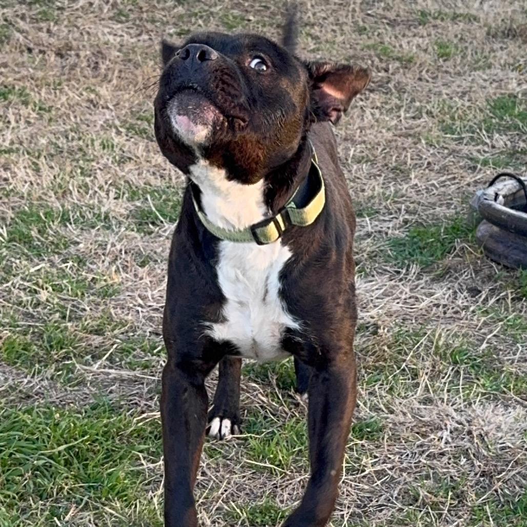 Smurf, a Adoptable American Staffordshire Terrier in Aledo, TX image 6/6