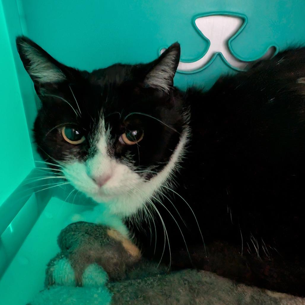 Enlarge Miso, an adopted Domestic Short Hair in Kansas City, KS image 1/1