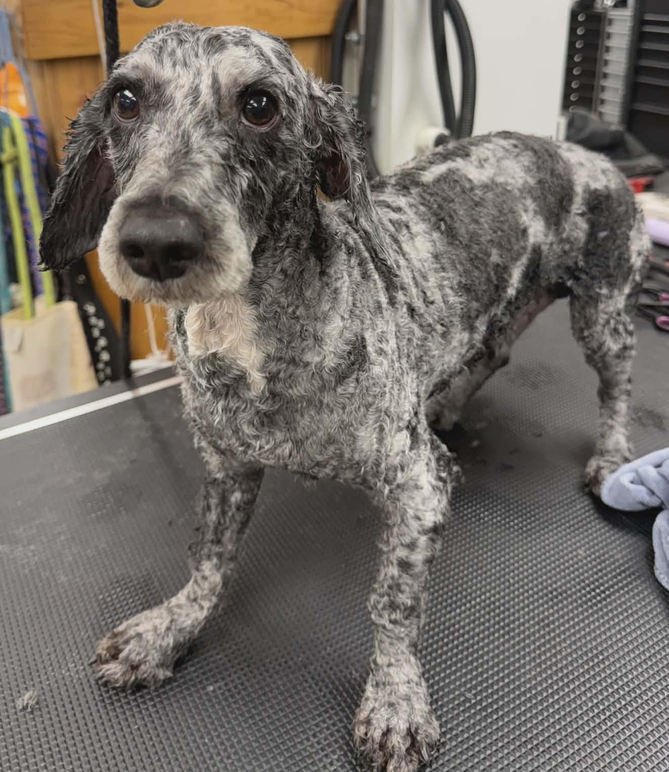 Enlarge Theodore, a ADOPTABLE mixed breed in North Olmsted, OH image 3/3