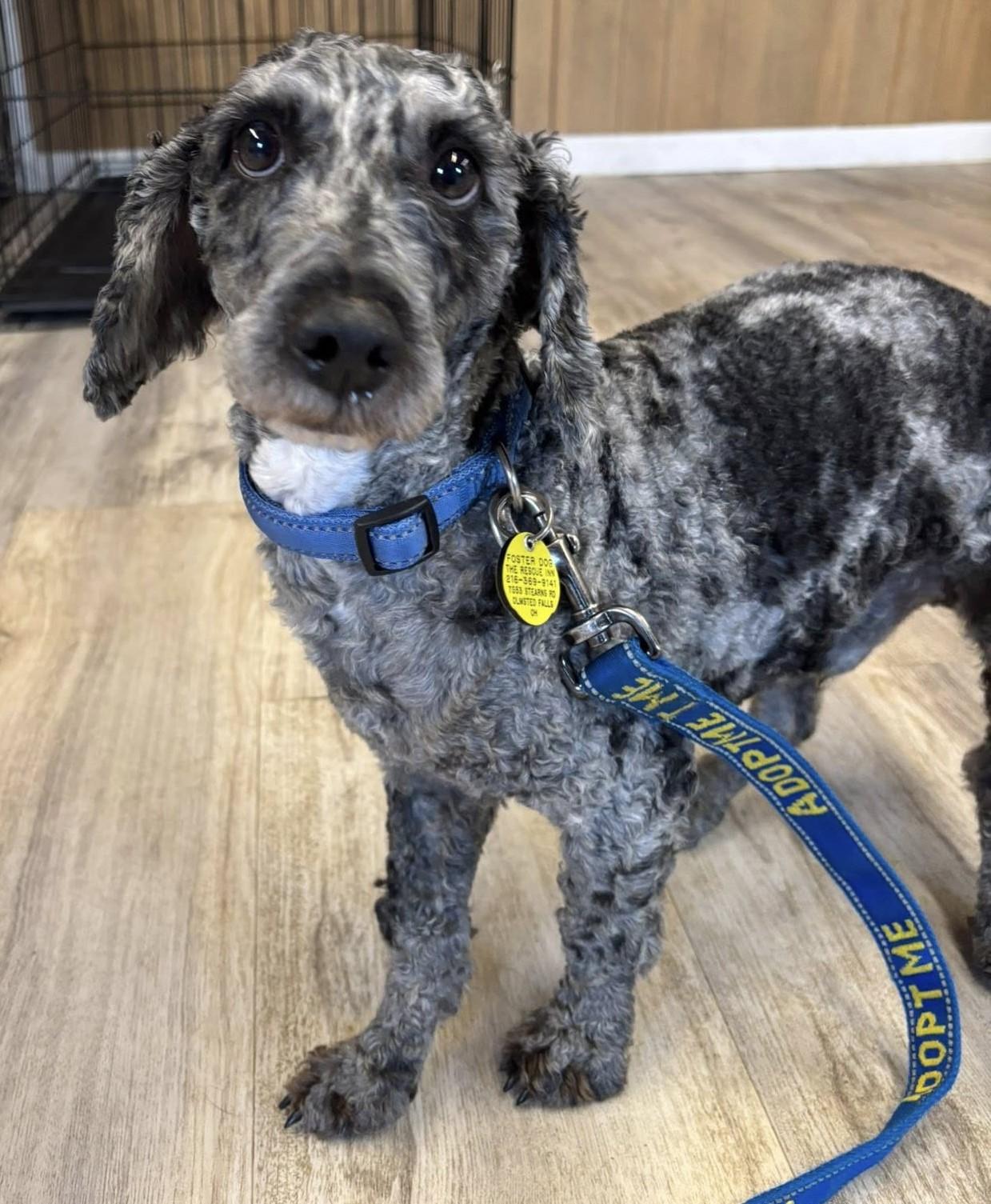 Theodore, ADOPTABLE, Adult Male Miniature Poodle & Poodle.