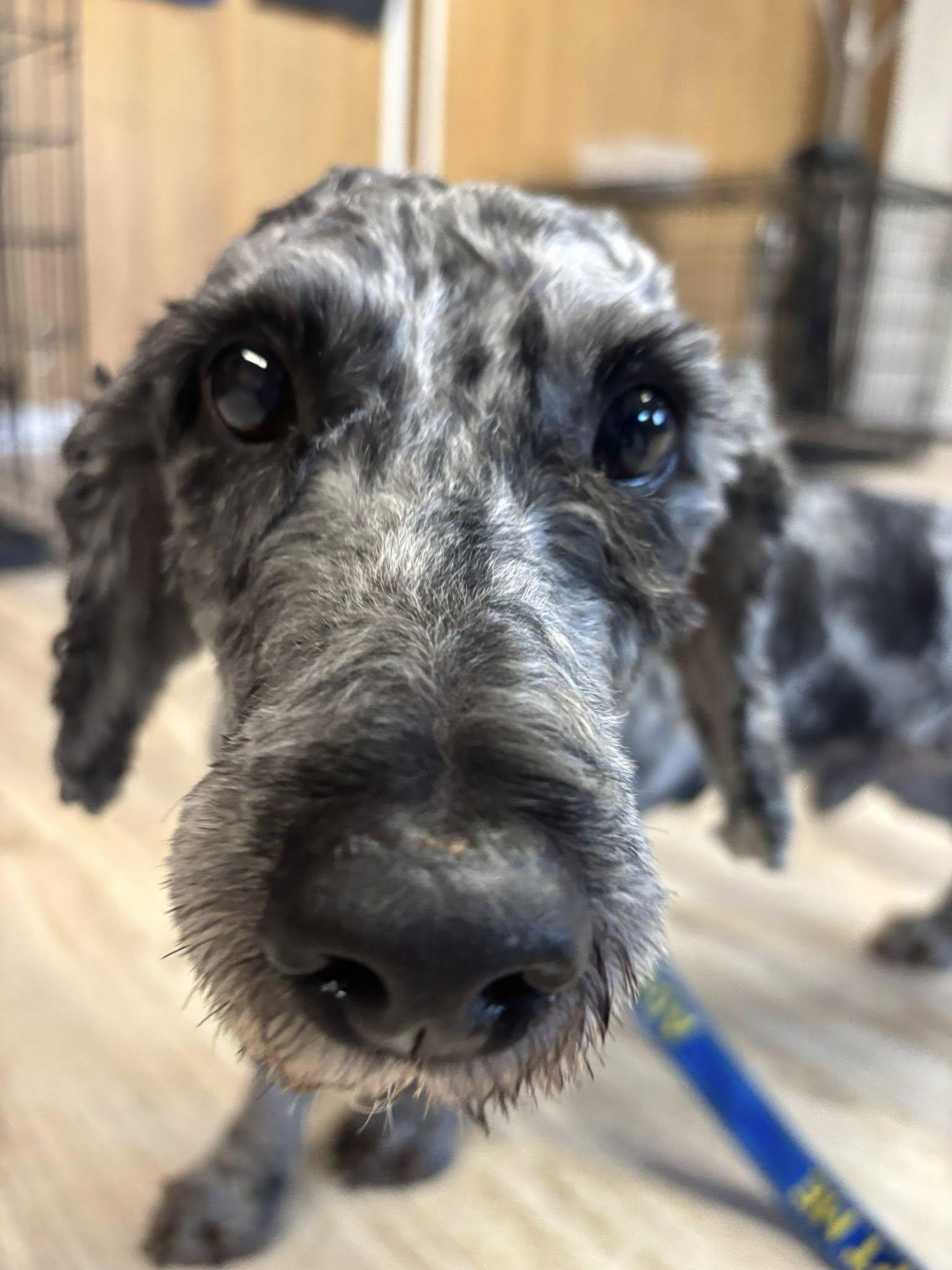 Enlarge Theodore, a ADOPTABLE mixed breed in North Olmsted, OH image 2/3