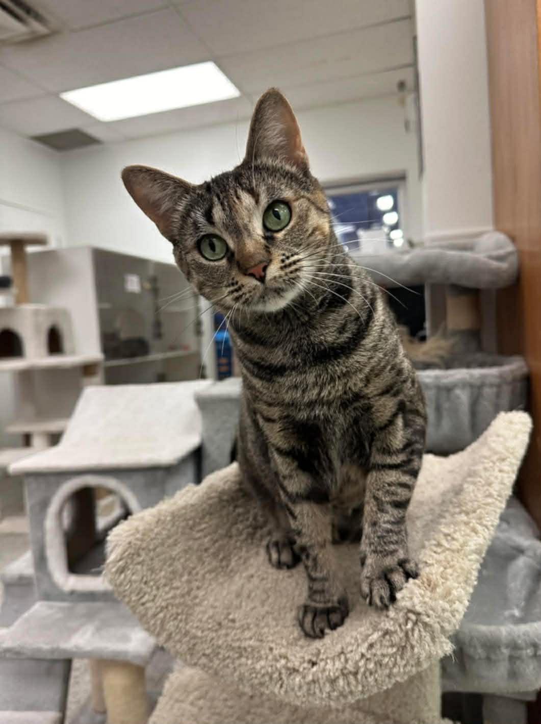 Holiday , a Adoptable Domestic Short Hair in Chilliwack, BC image 1/3