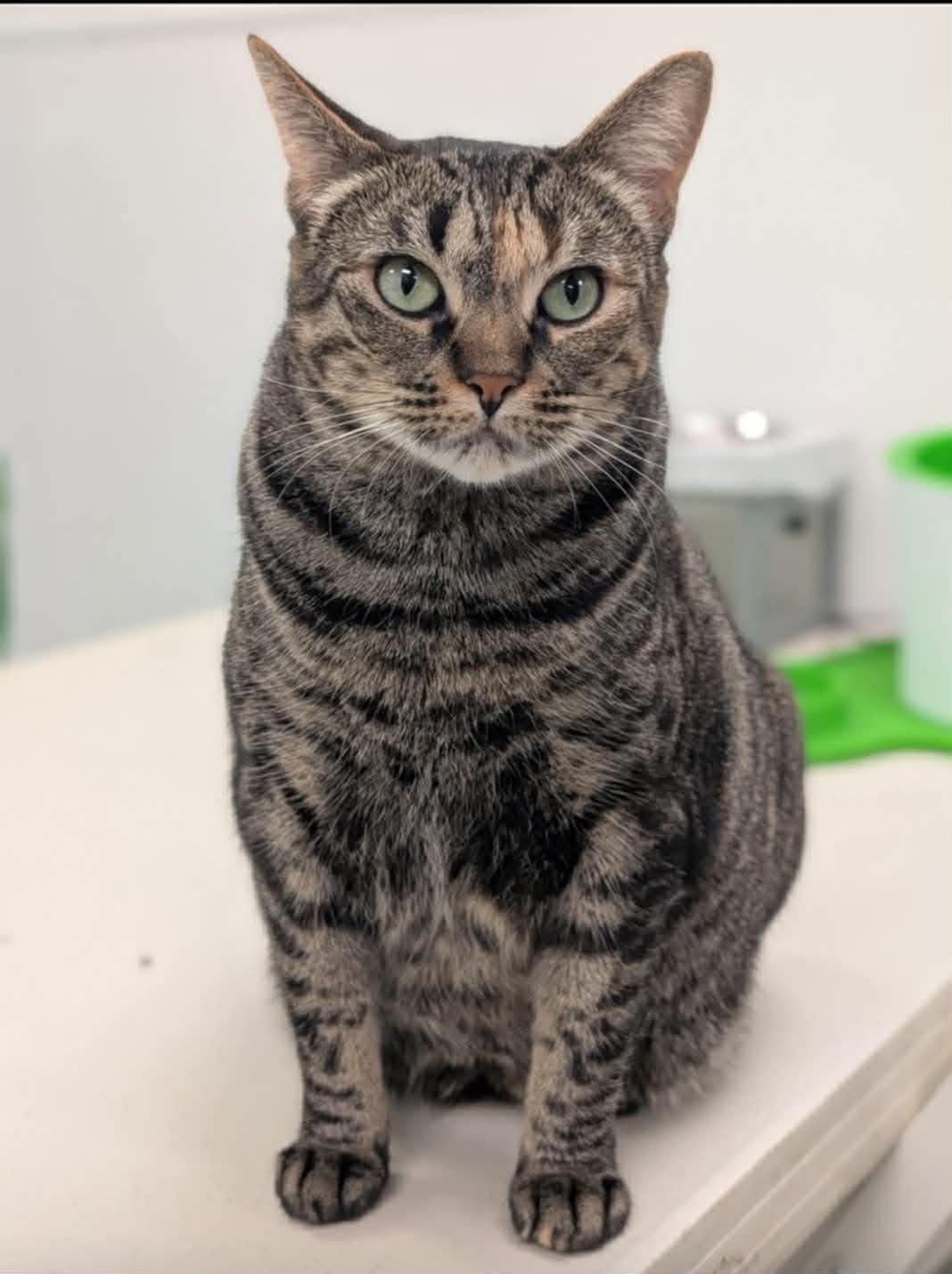 Holiday , Adoptable, Adult Female Domestic Short Hair.