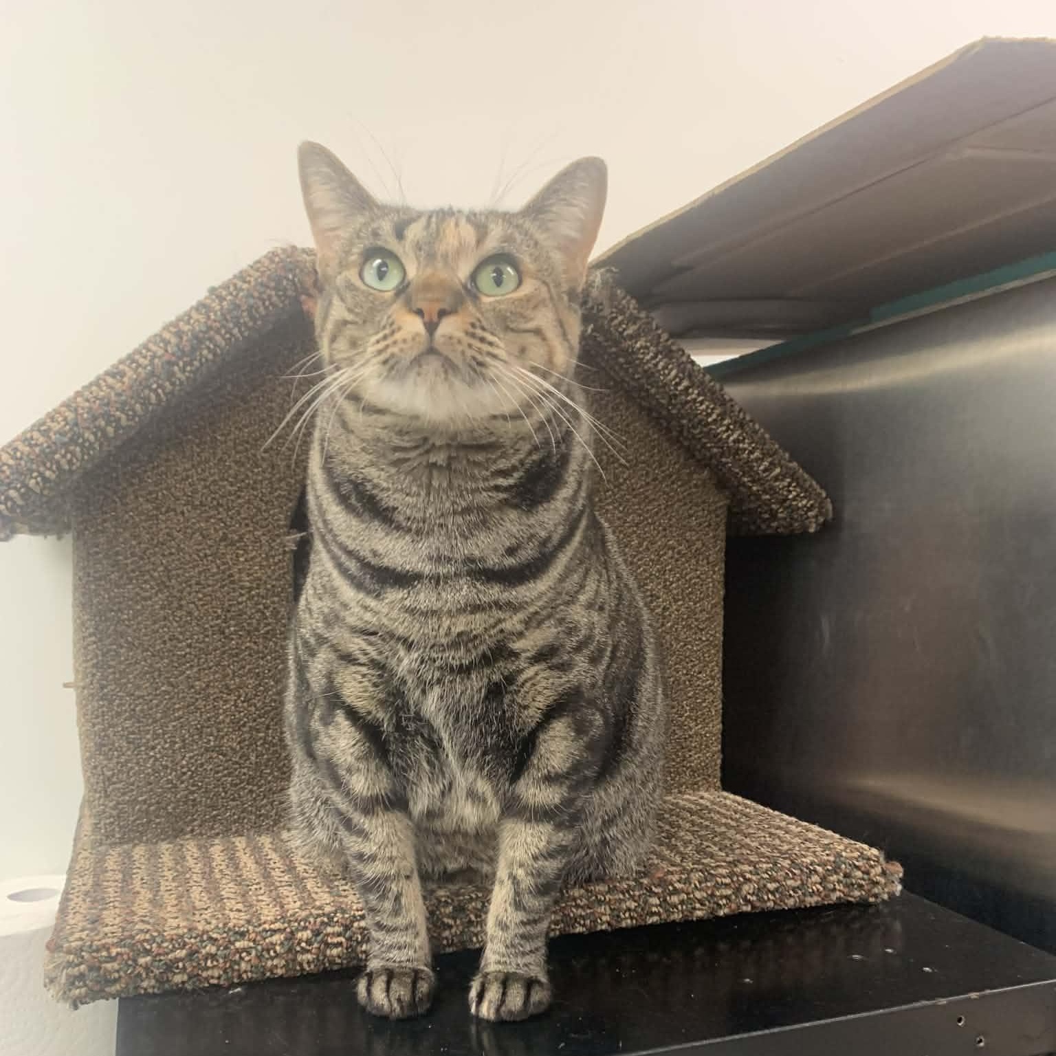 Holiday - Sumas Way Bosley's , a Adoptable Domestic Short Hair in Chilliwack, BC image 2/2