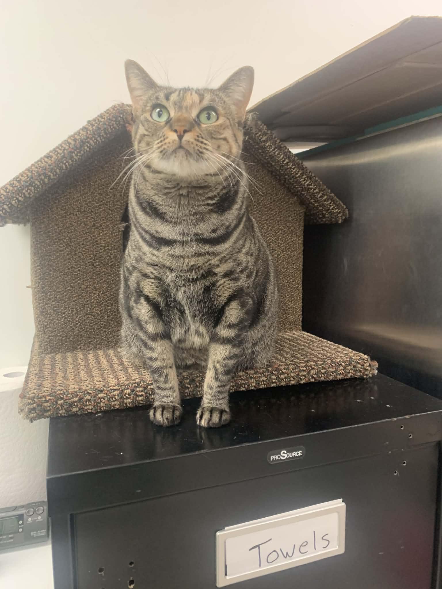 Holiday , a Adoptable Domestic Short Hair in Chilliwack, BC image 3/3