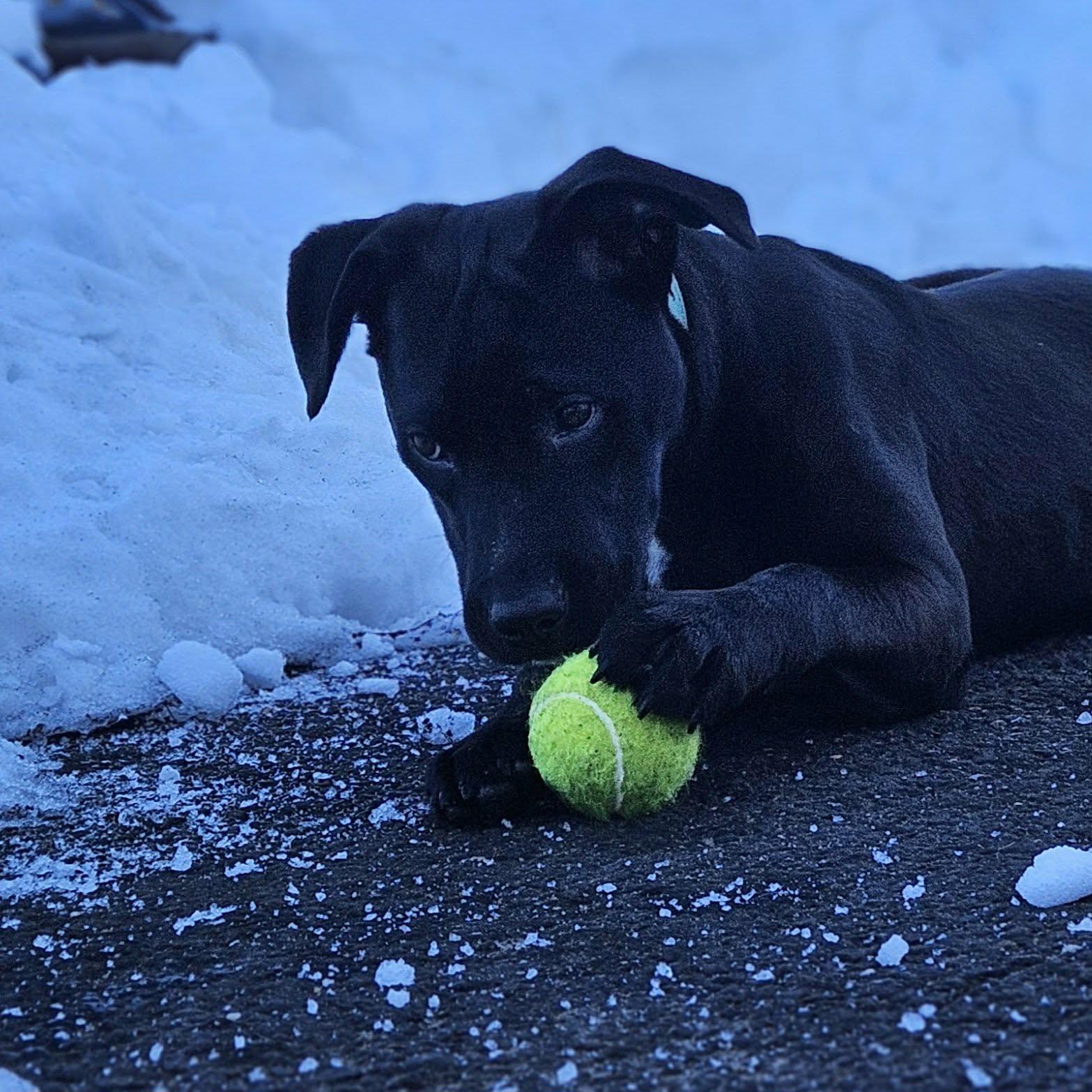 Enlarge Pea, a Adopted mixed breed in Westport, CT image 2/6