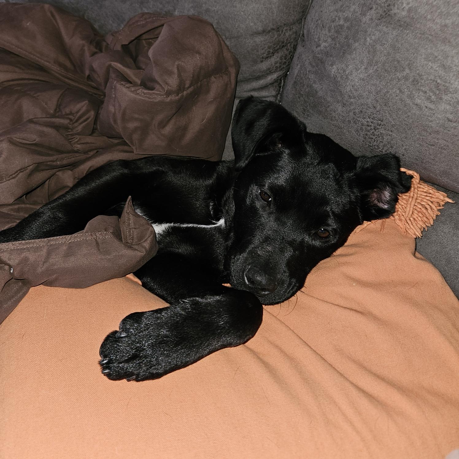 Enlarge Pea, a Adopted mixed breed in Westport, CT image 3/6