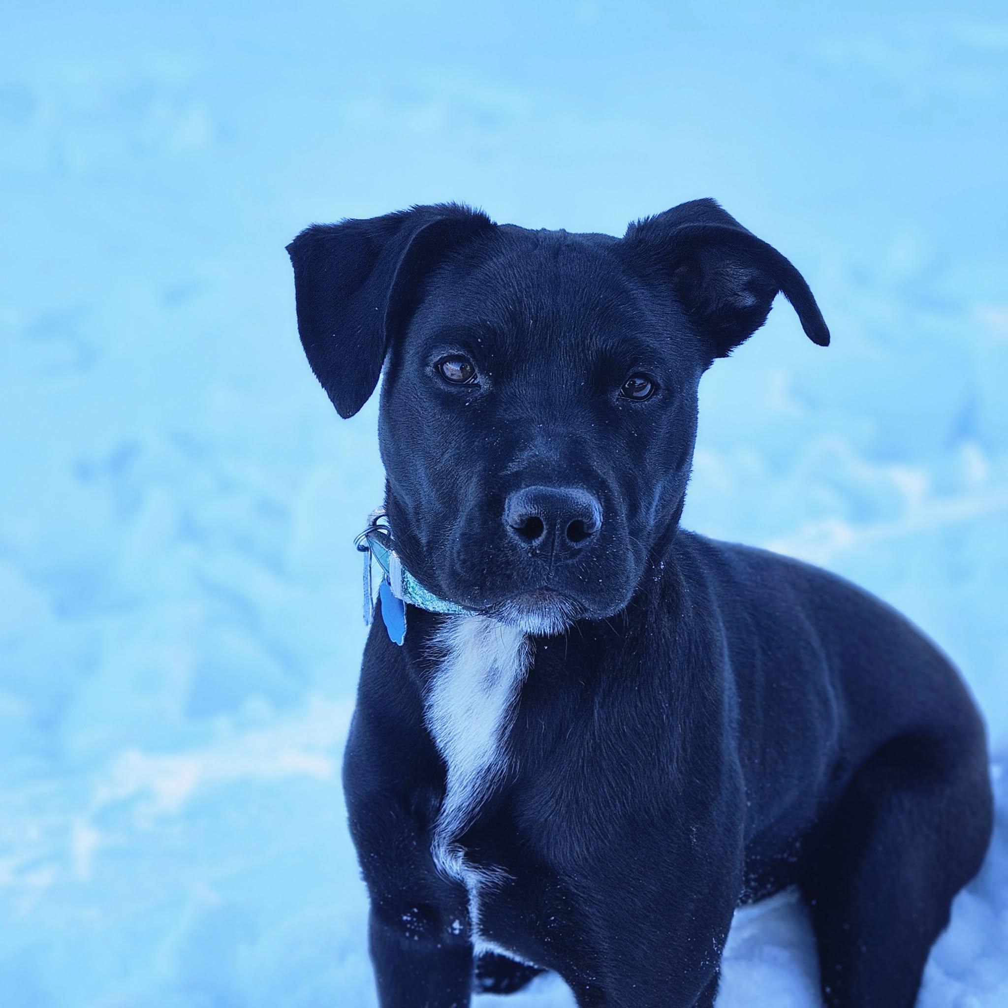 Enlarge Pea, a Adopted mixed breed in Westport, CT image 4/6