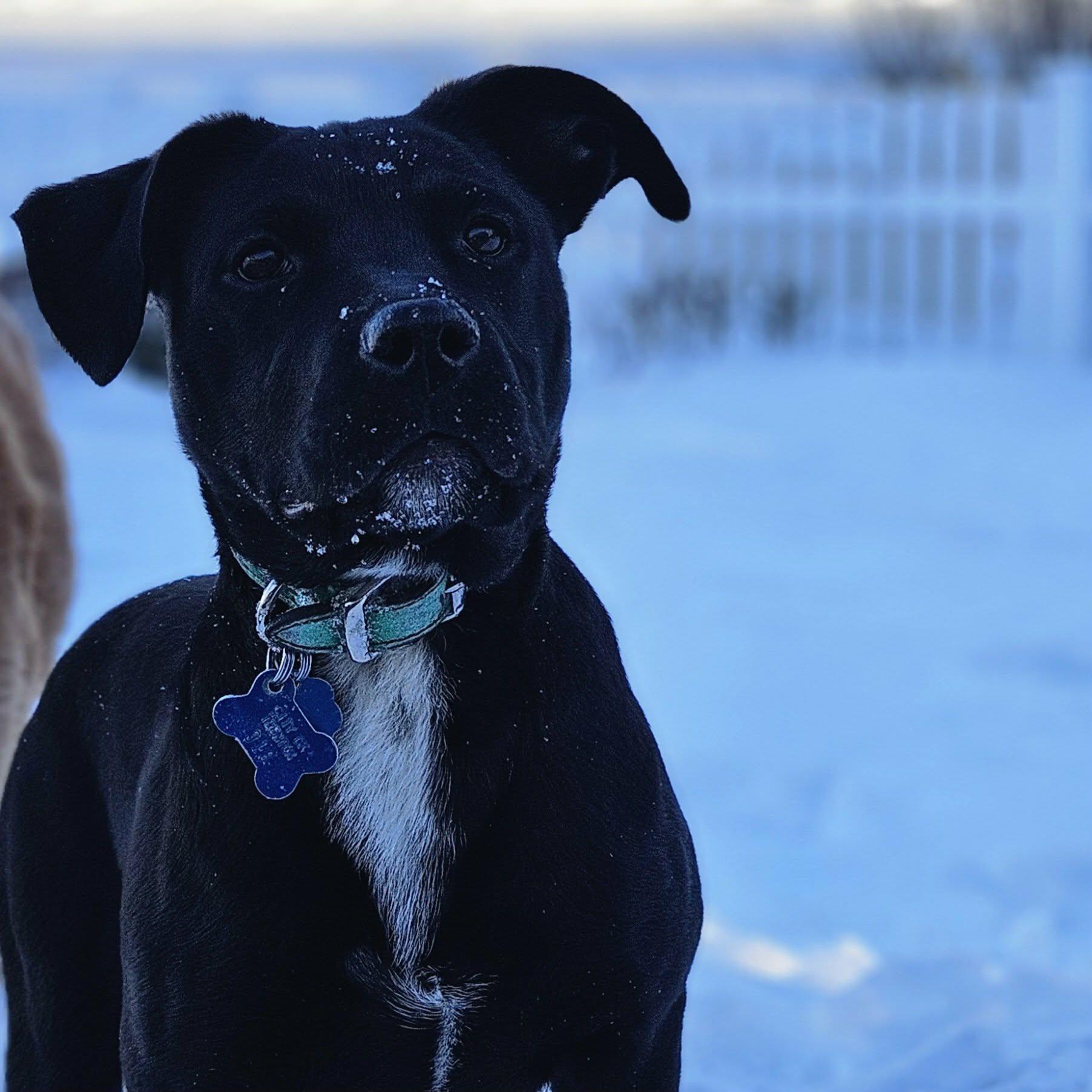 Enlarge Pea, a Adopted mixed breed in Westport, CT image 5/6