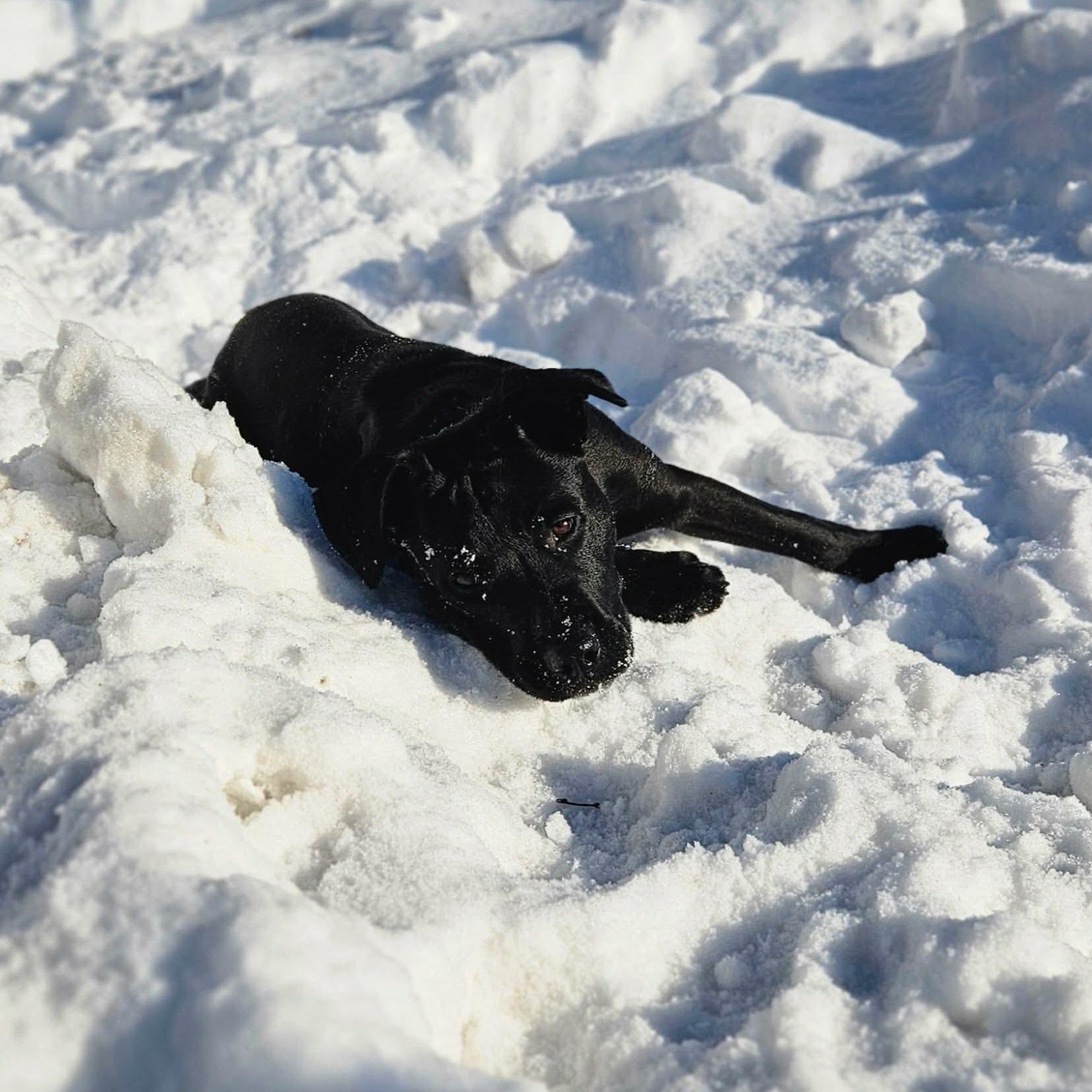 Enlarge Pea, a Adopted mixed breed in Westport, CT image 6/6