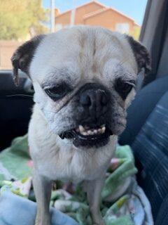 Sweet Pea, a Adoptable Pug in Seattle, WA image 1/4
