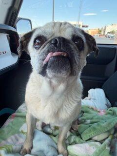 Sweet Pea, a Adoptable Pug in Seattle, WA image 2/4