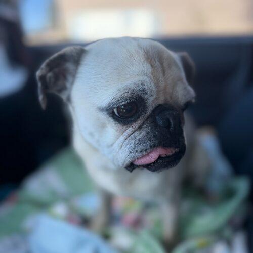 Sweet Pea, a Adoptable Pug in Seattle, WA image 3/4