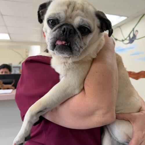 Sweet Pea, a Adoptable Pug in Seattle, WA image 4/4