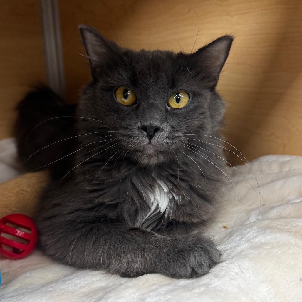 Mailbox, Adoptable, Adult Female Domestic Medium Hair.