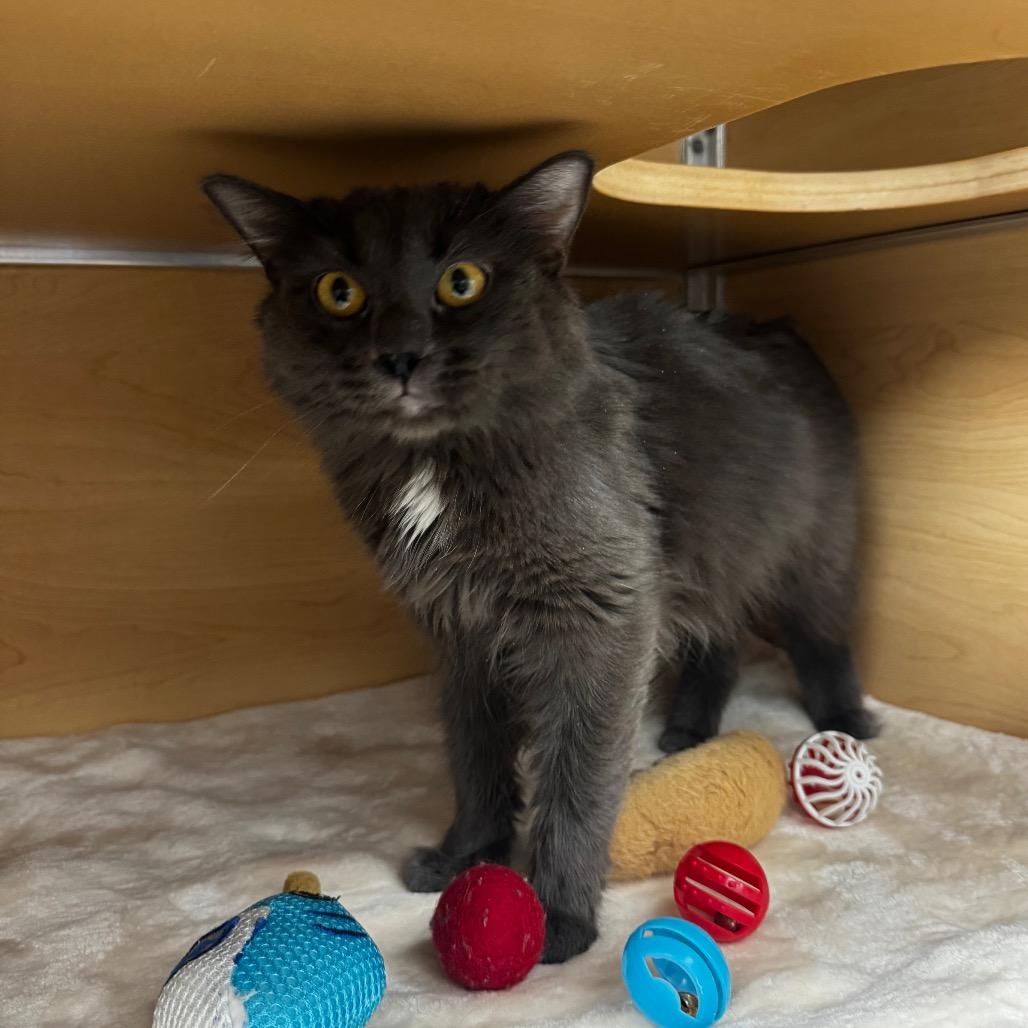 Enlarge Mailbox, a Adoptable Domestic Medium Hair in Brookfield, WI image 2/3