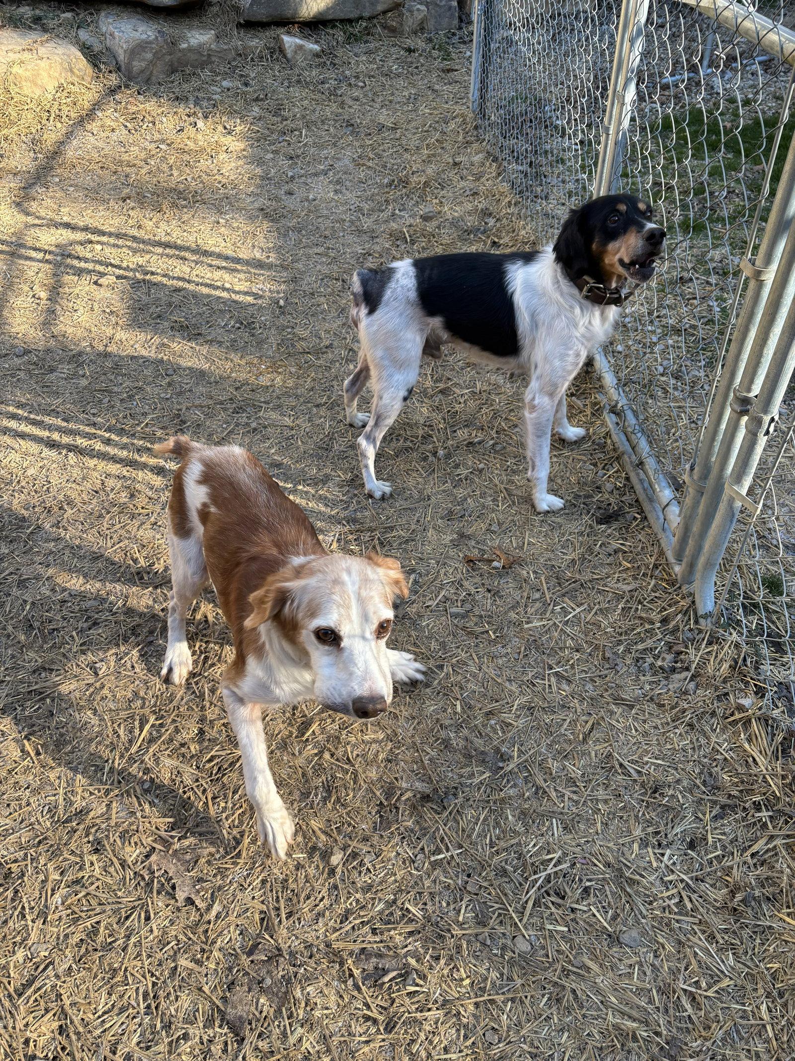 GA/Jimbo, Adopted, Senior Male Brittany Spaniel.