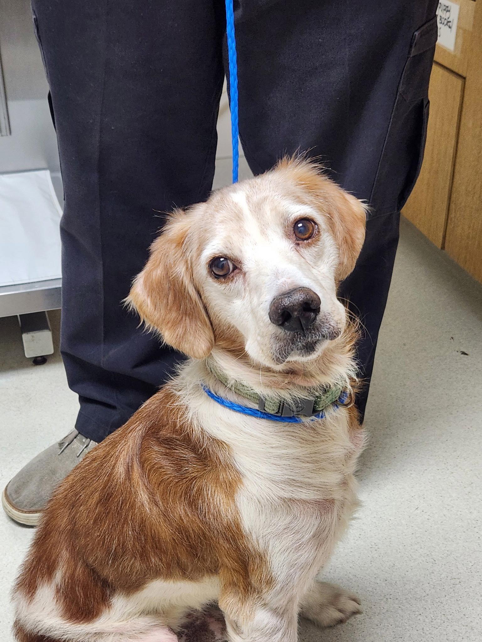 Enlarge GA/Jimbo, a Adopted Brittany Spaniel in Baldwinsville, NY image 2/3