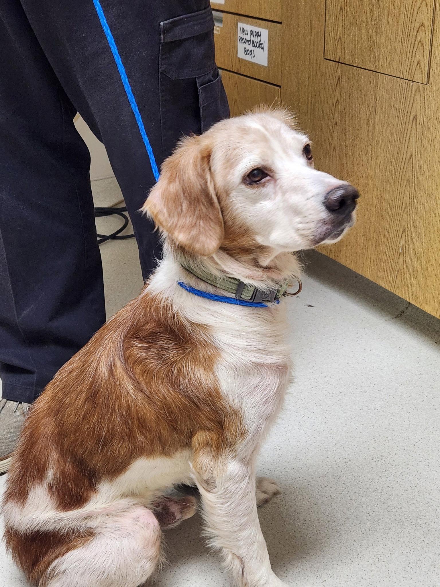 Enlarge GA/Jimbo, a Adopted Brittany Spaniel in Baldwinsville, NY image 3/3