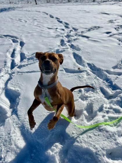 Bella Boo, a ADOPTABLE mixed breed in Appleton, WI image 1/3