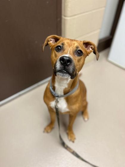 Bella Boo, a ADOPTABLE mixed breed in Appleton, WI image 2/3