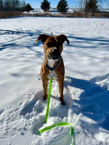 Bella Boo, a ADOPTABLE mixed breed in Appleton, WI image 3/3