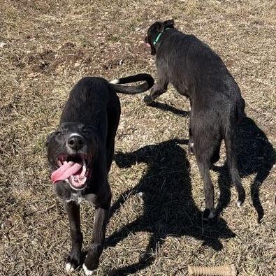Shyra, a Adoptable mixed breed in Driggs, ID image 1/6