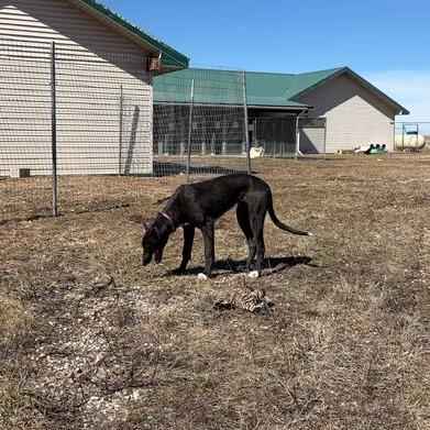 Enlarge Shyra, a Adoptable mixed breed in Driggs, ID image 3/3