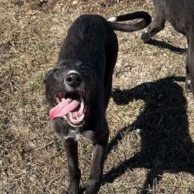 Enlarge Shyra, a Adoptable mixed breed in Driggs, ID image 1/3