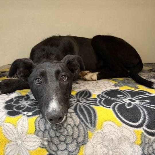 Shyra, a Adoptable mixed breed in Driggs, ID image 2/6