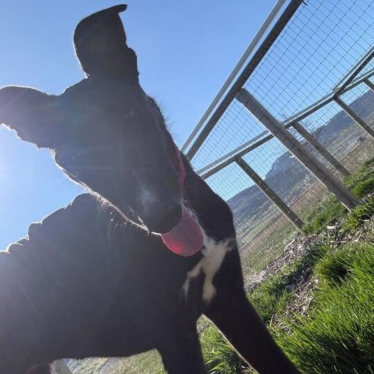 Shyra, a Adoptable mixed breed in Driggs, ID image 3/6