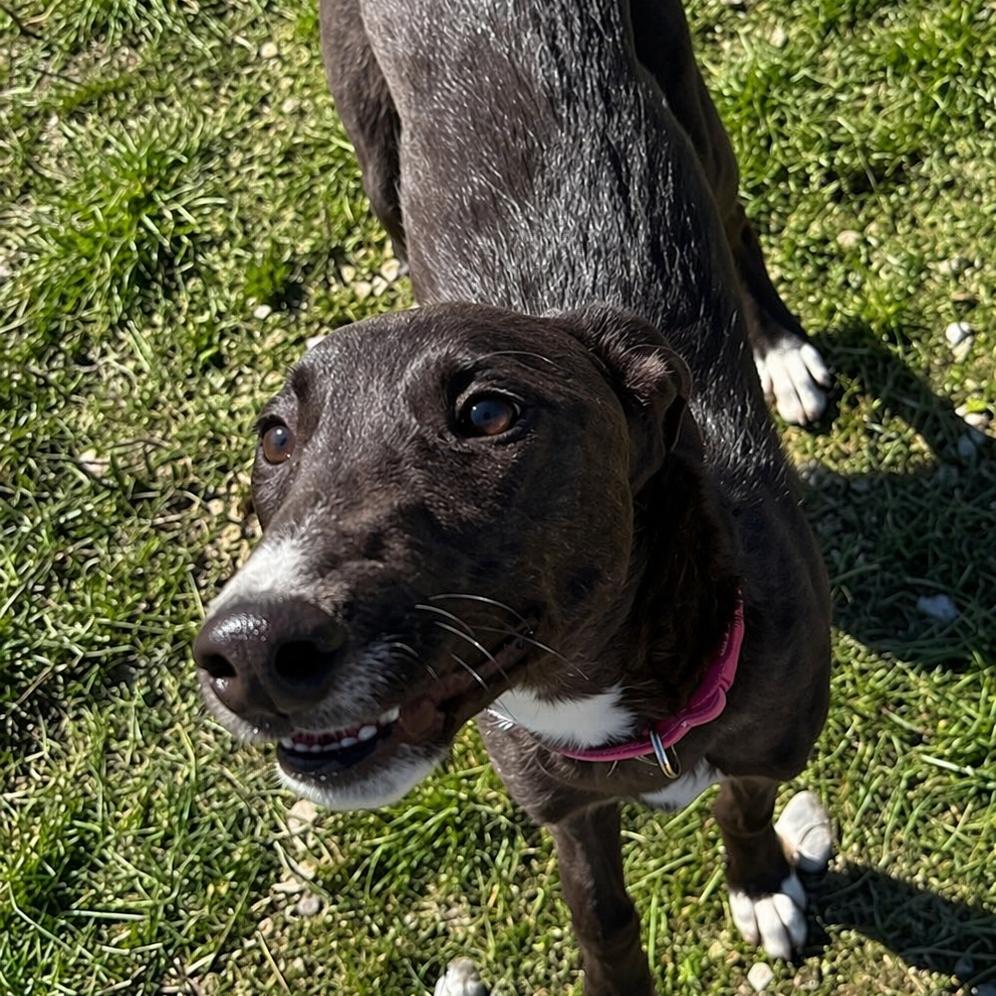 Shyra, Adoptable, Young Female Greyhound & Mixed Breed.