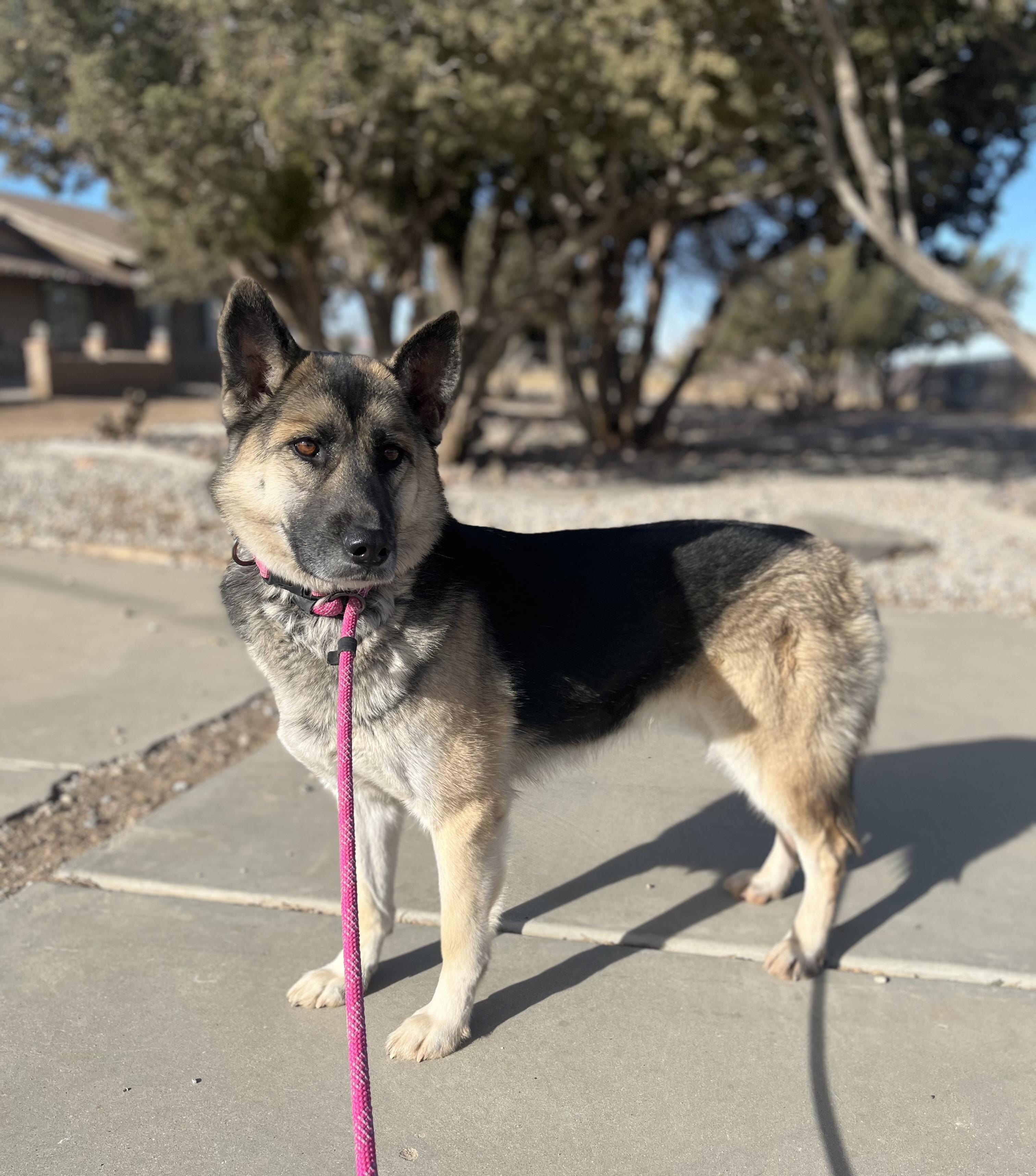 TOOTSIE, ADOPTABLE, Adult Female German Shepherd Dog & Husky.