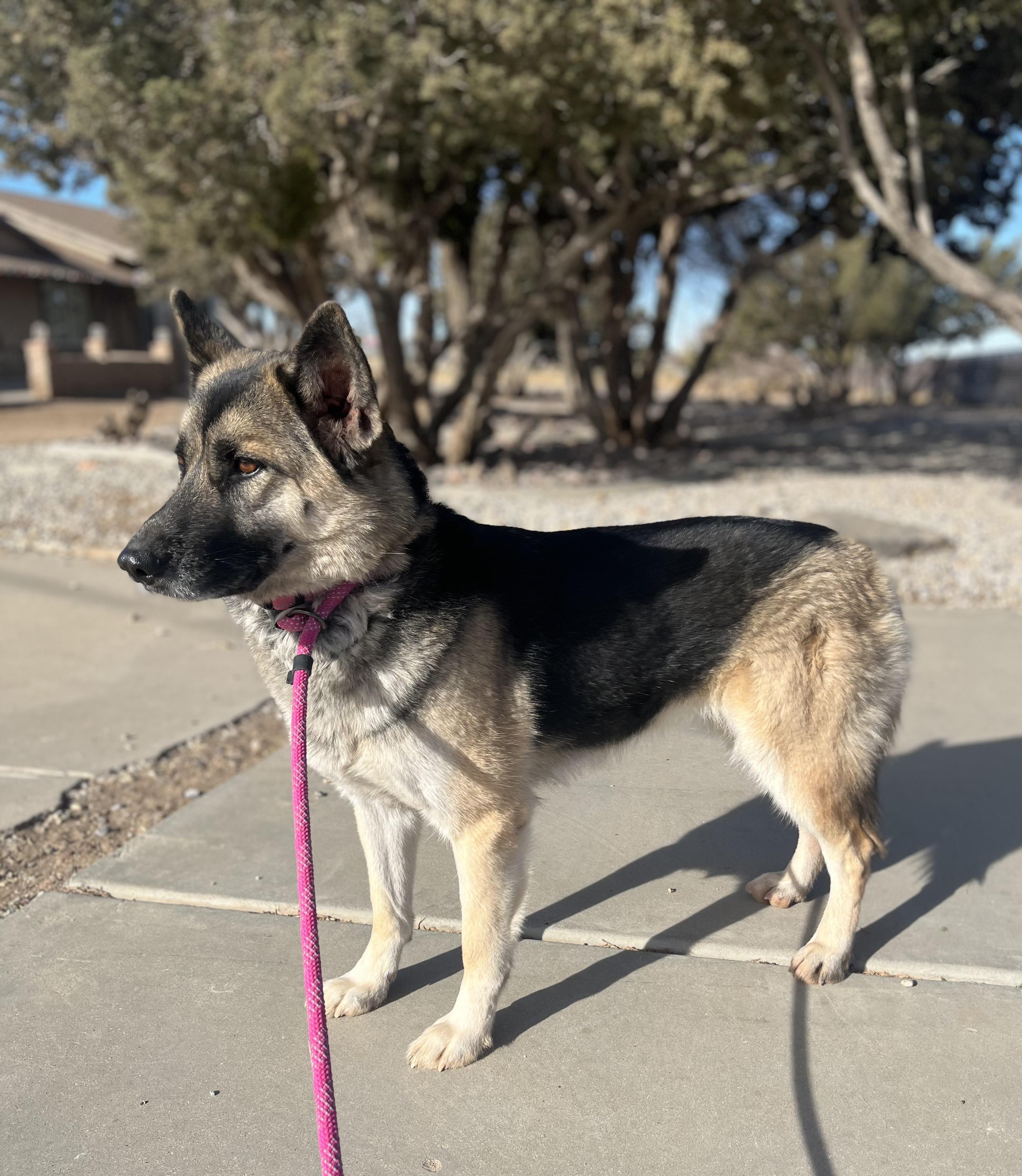 Enlarge TOOTSIE, a ADOPTABLE mixed breed in Los Angeles, CA image 2/2