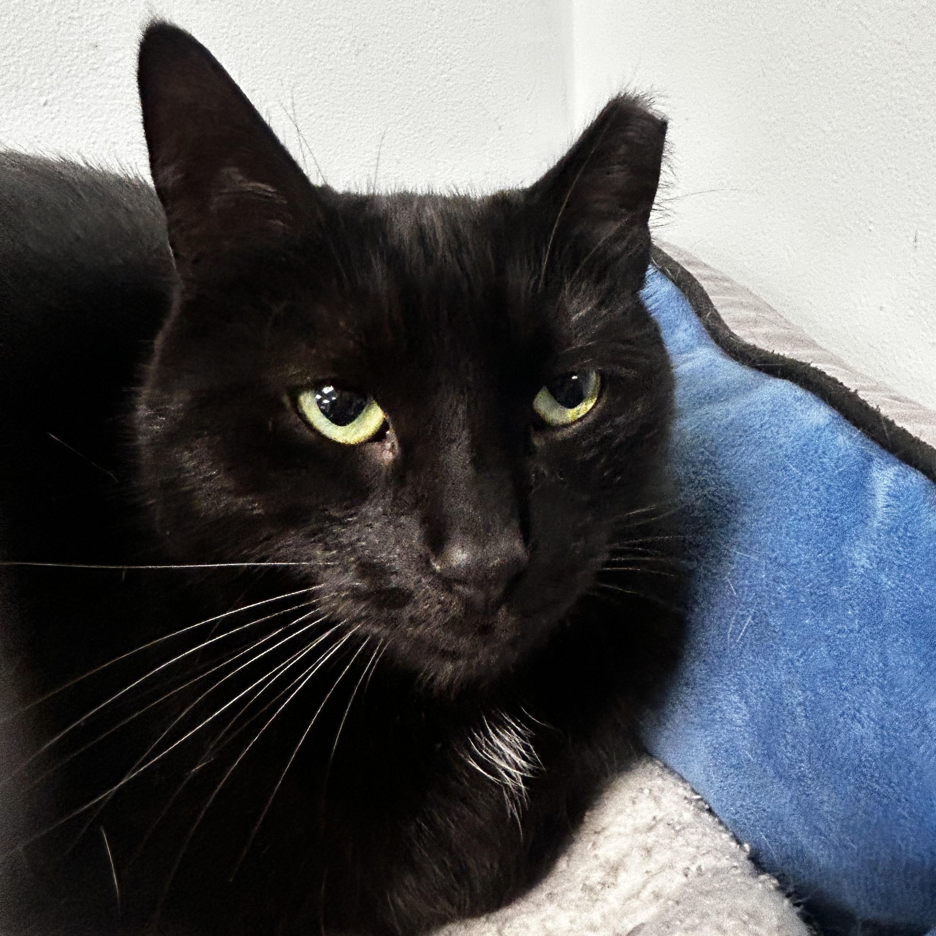 Mamba, a Adoptable Domestic Short Hair image 1/6