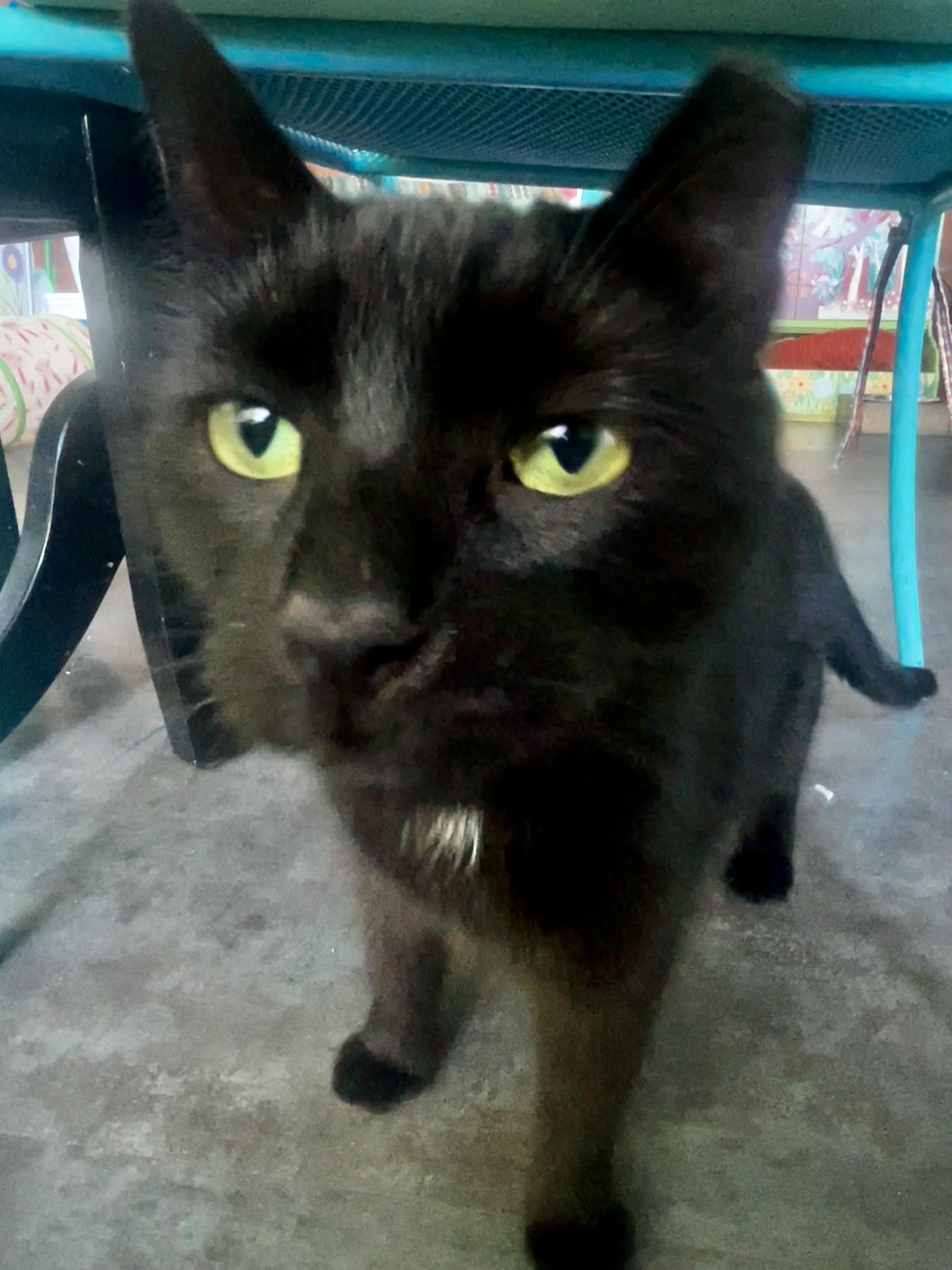 Mamba, a Adoptable Domestic Short Hair image 3/6