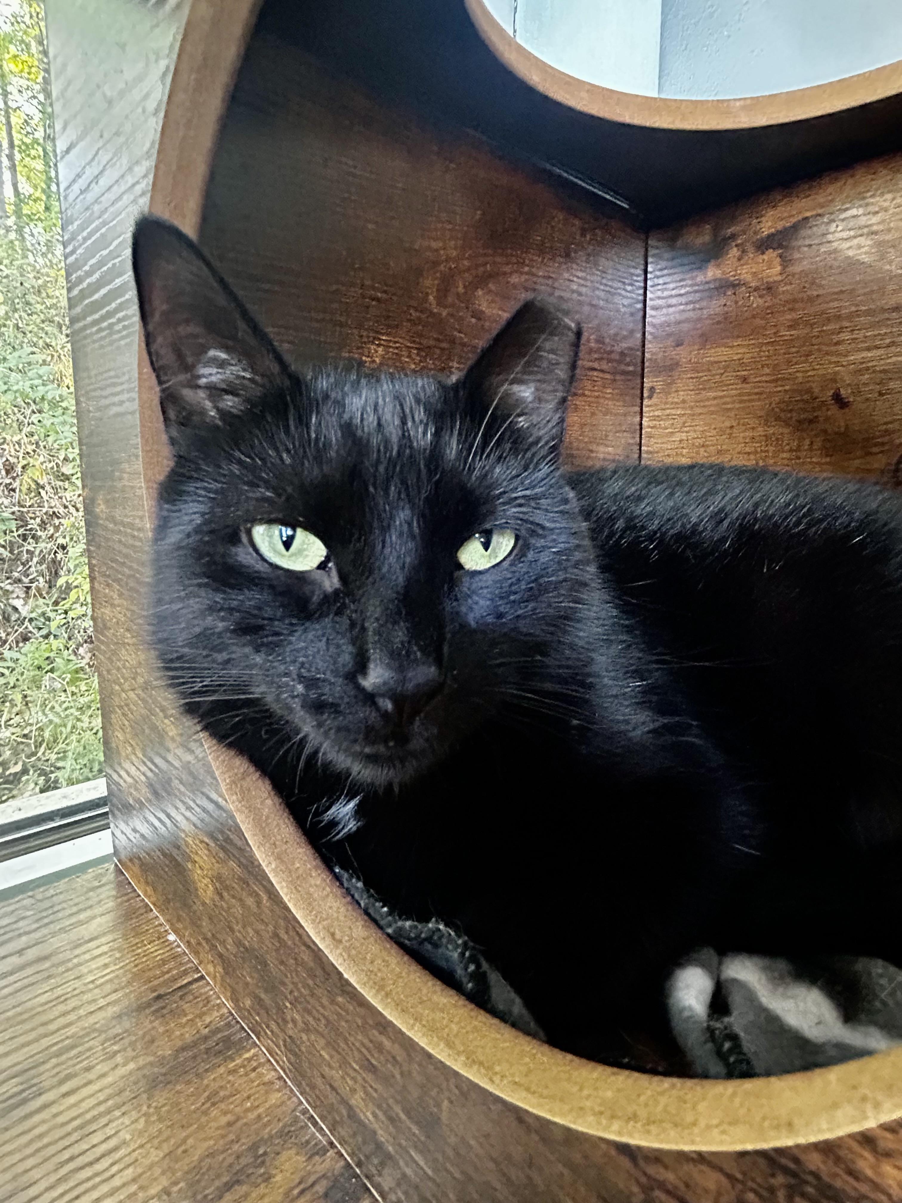 Mamba, a Adoptable Domestic Short Hair image 5/6