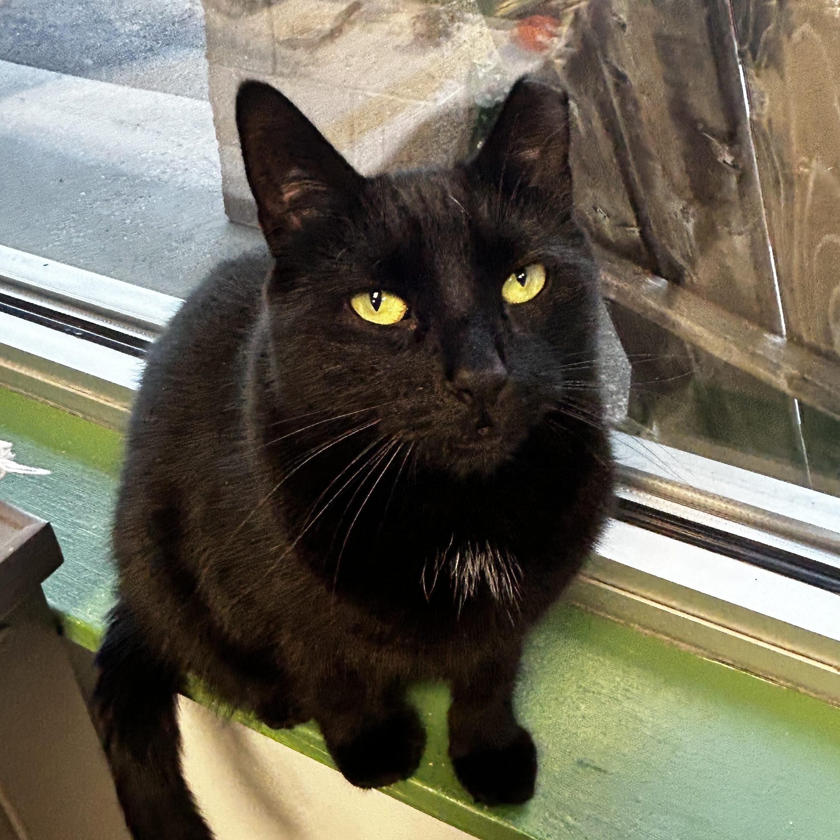 Mamba, a Adoptable Domestic Short Hair image 4/6