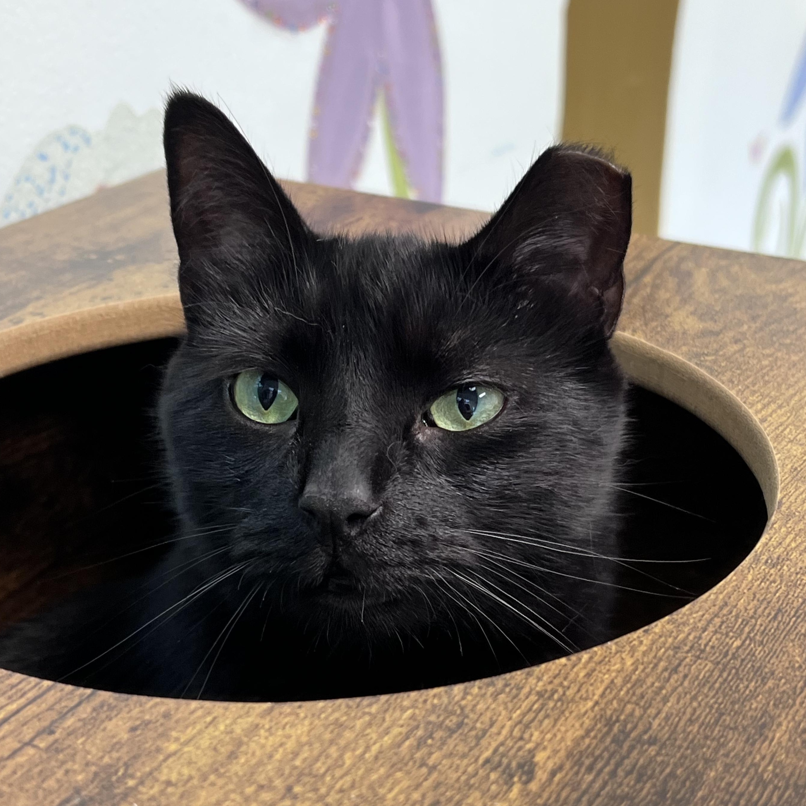 Mamba, a Adoptable Domestic Short Hair image 6/6