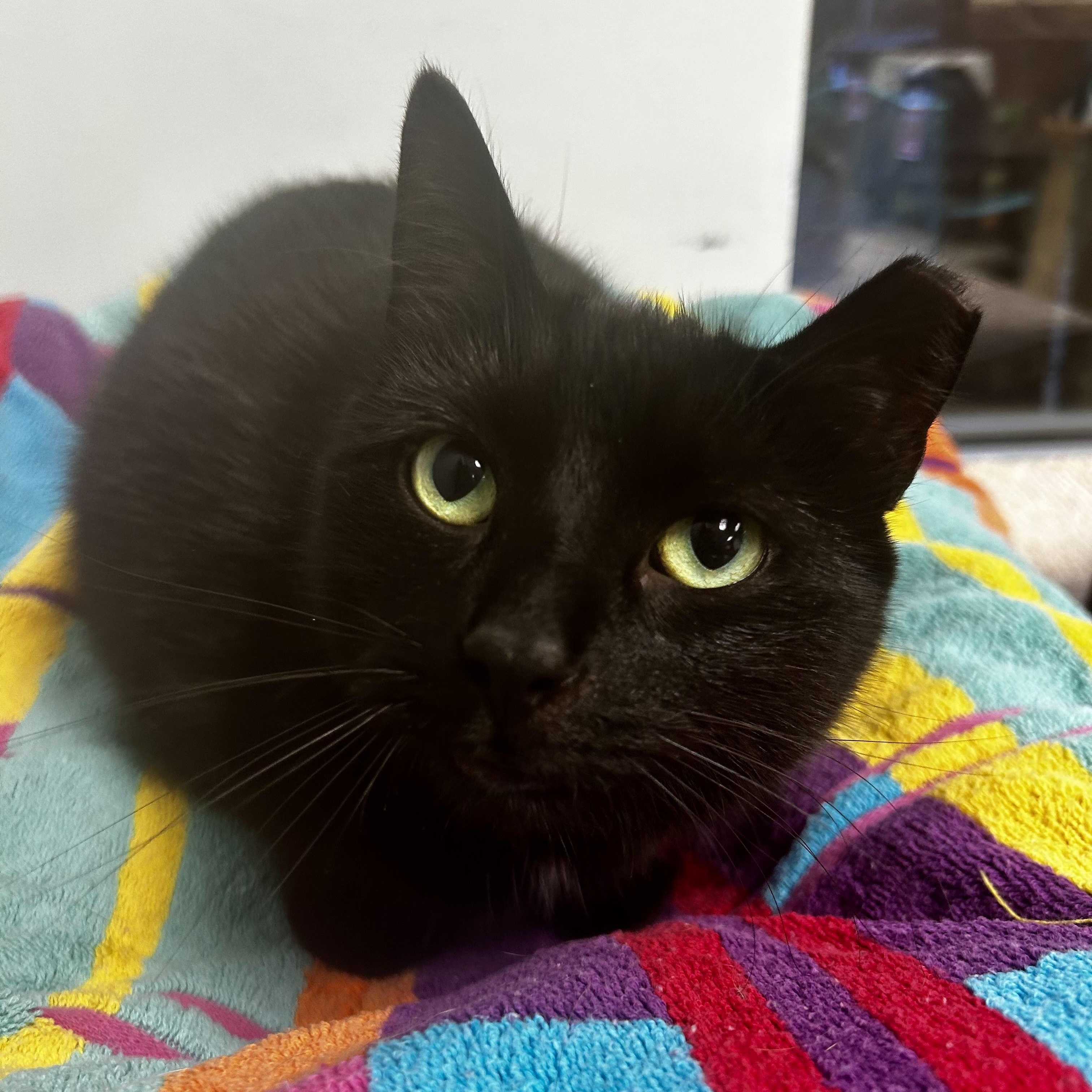 Mamba, a Adoptable Domestic Short Hair image 2/6