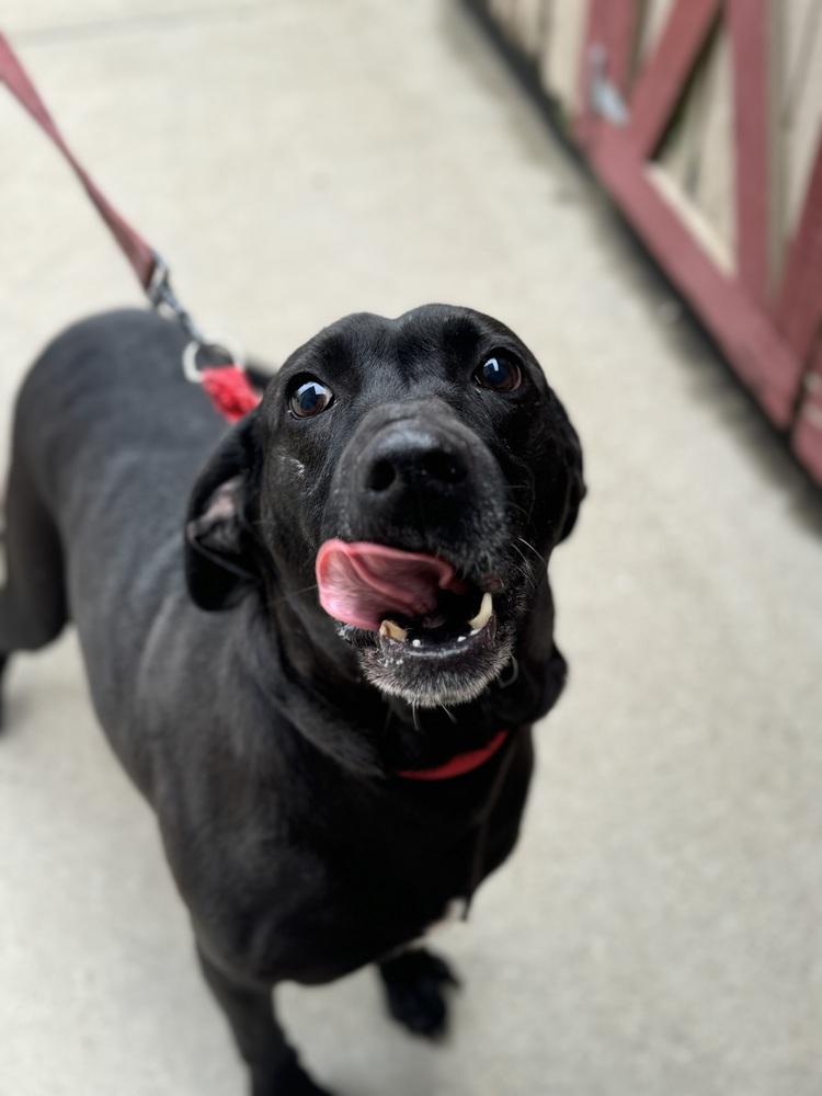 Enlarge Rizz, a ADOPTABLE mixed breed in Mansfield, OH image 2/2