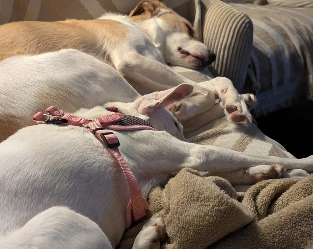 Coconut, Adoptable, Adult Female Chihuahua & Whippet.