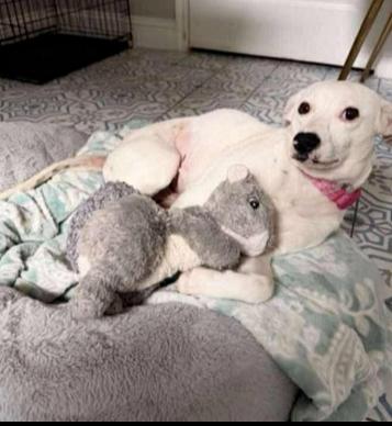 Enlarge Coconut, a Adoptable mixed breed in Aurora, CO image 1/1